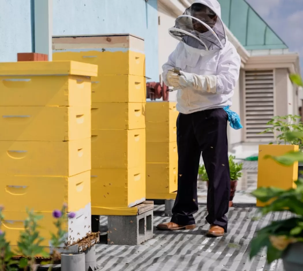 a beekeeper tends to yellow towers of enclosed bee hives on an outdoor terrace