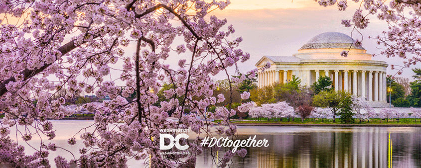 Thomas Jefferson Memorial und Kirschblüten Zoom Hintergrundbild