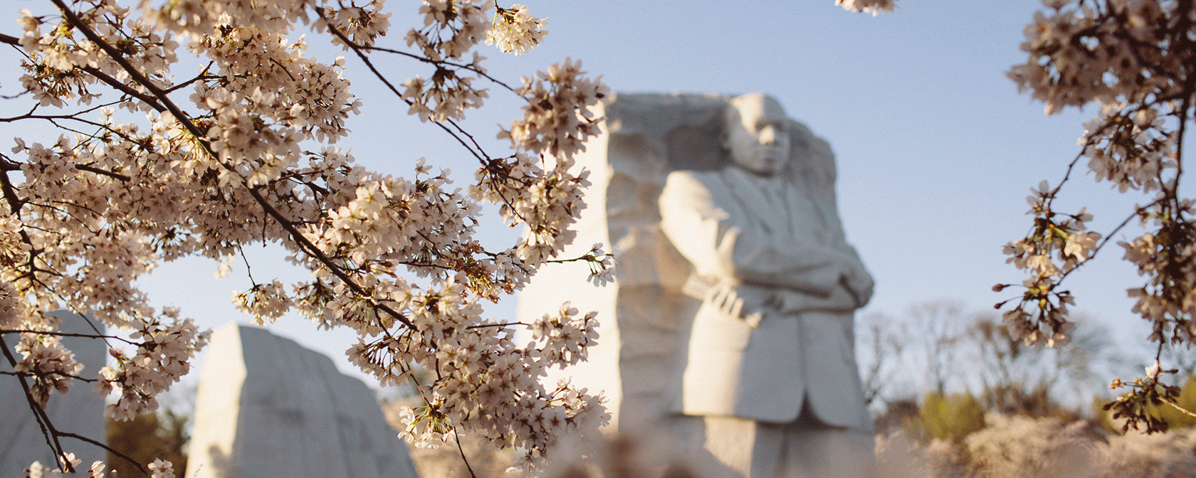Memorial MLK Jr e flores de cerejeira na primavera