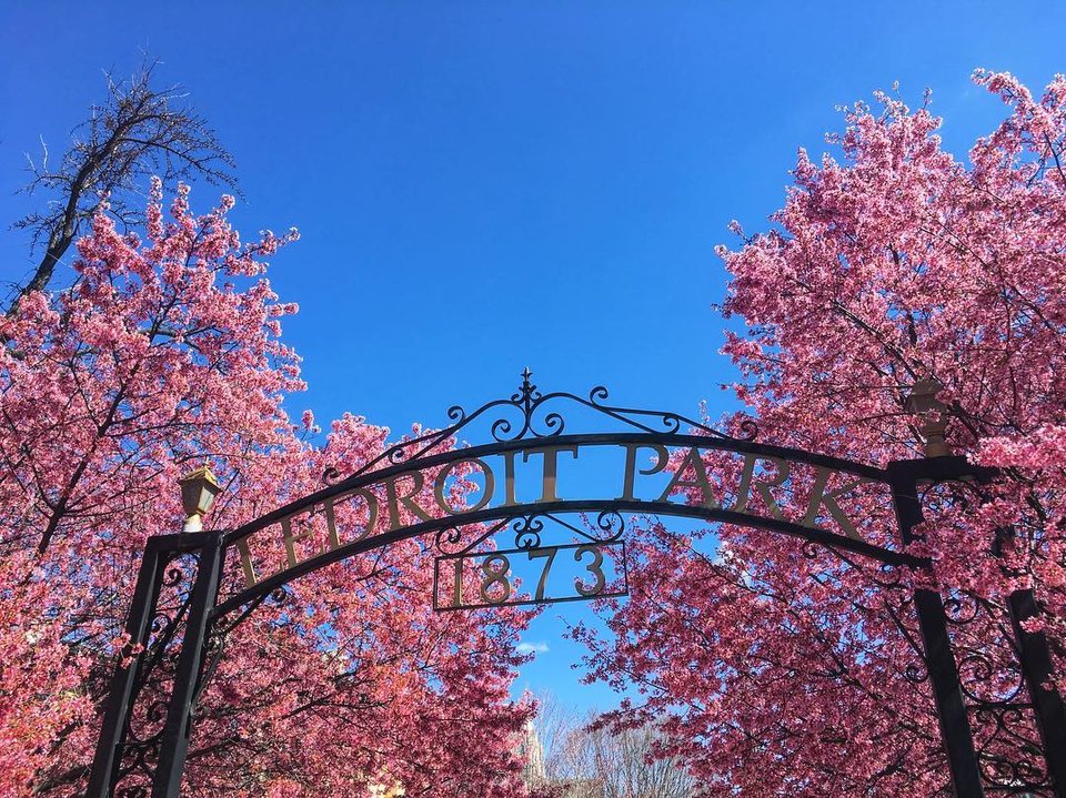 @aerenbaum - Cherry Blossom Trees at LeDroit Park