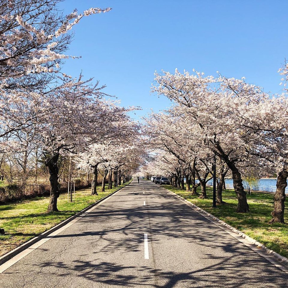 @dmvtrails - Hains Point Bike Loop with Cherry Blossom Trees