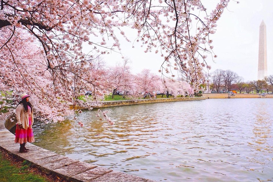 @sandymajorphotography - Woman at Tidal Basin with Cherry Blossoms