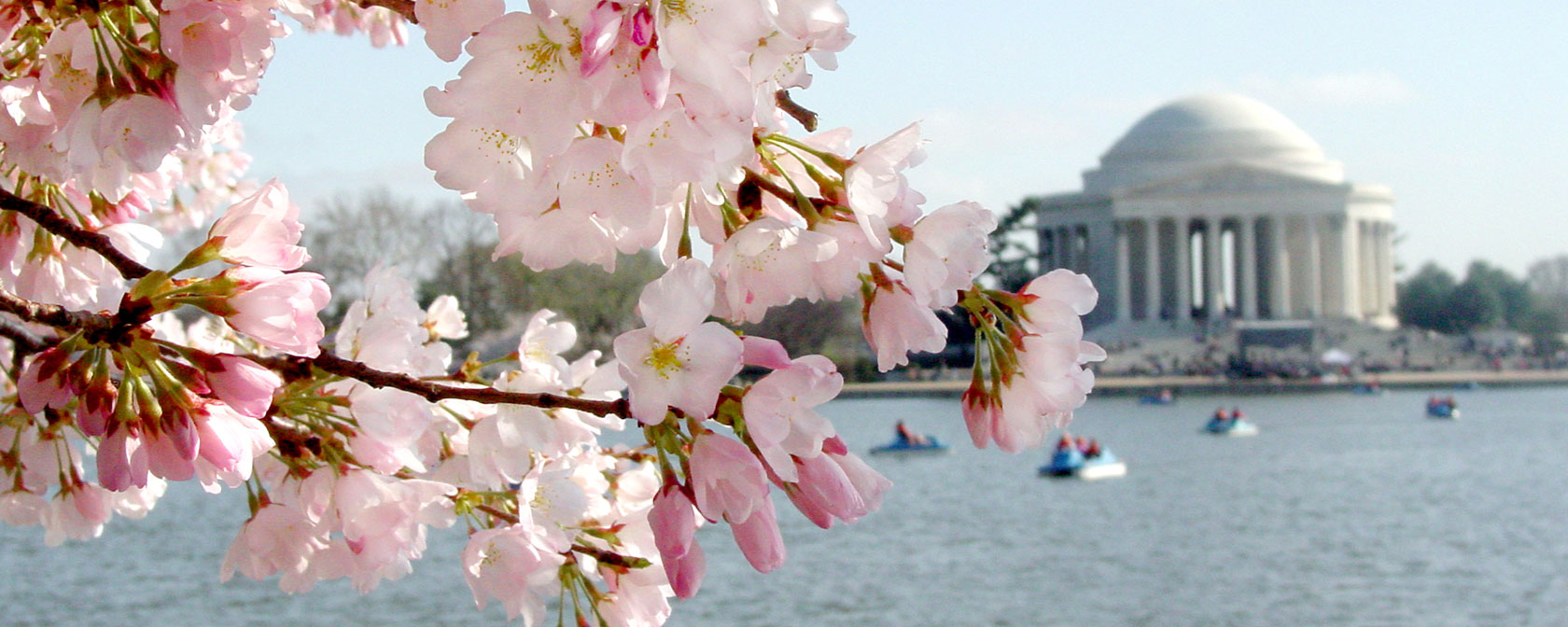 关于华盛顿特区樱花的知识