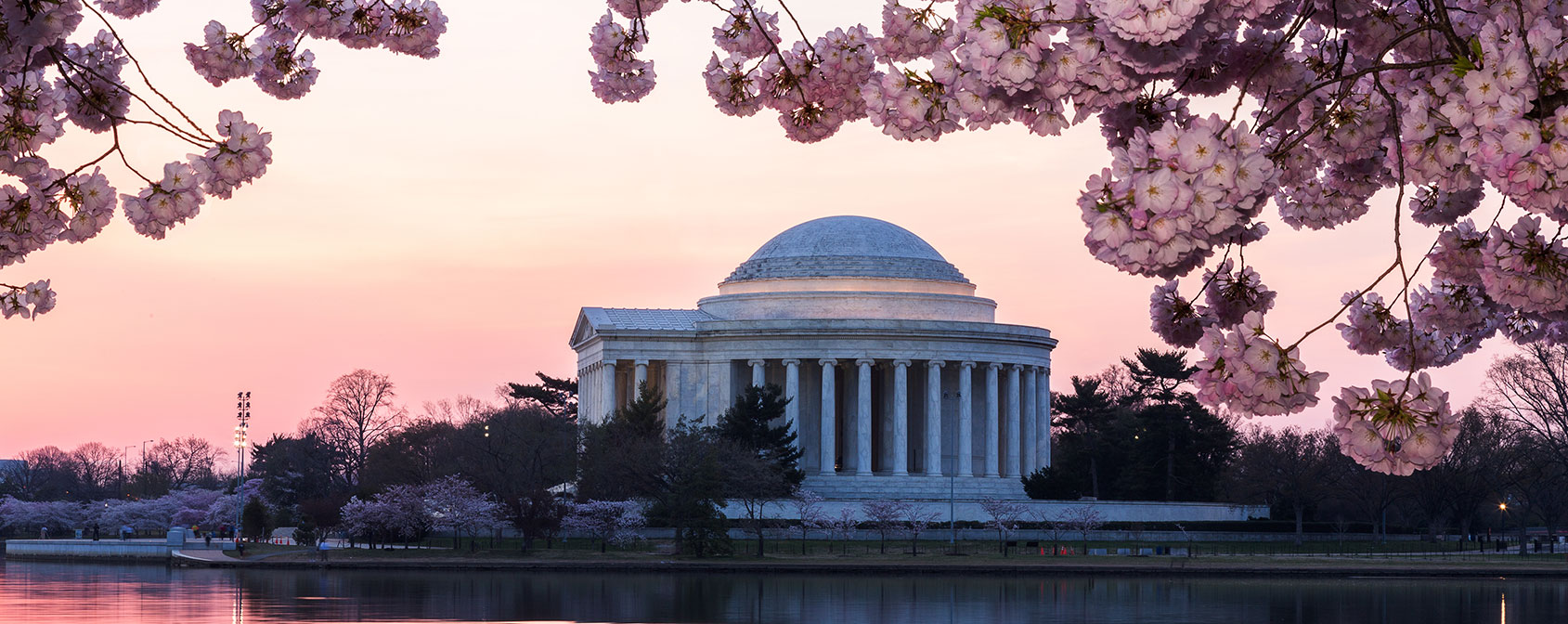Cerisiers en fleurs au Jefferson Memorial