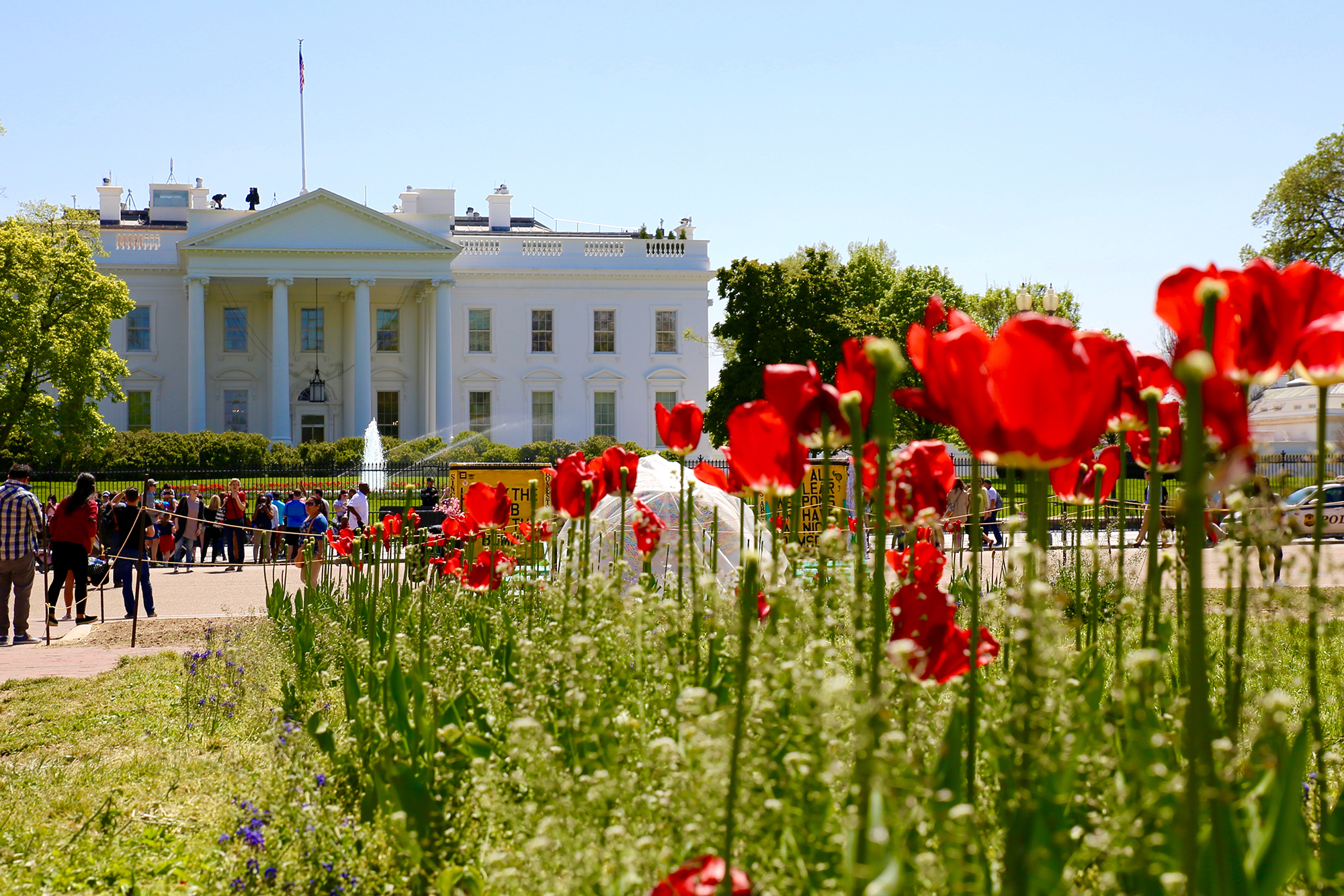 Weißes Haus mit Tulpen davor