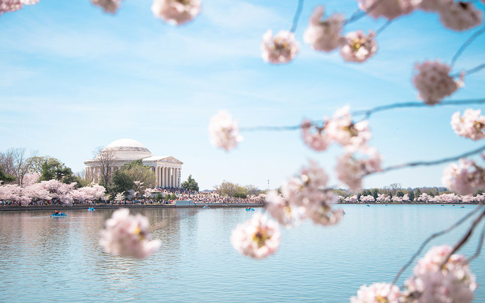 全米桜祭り