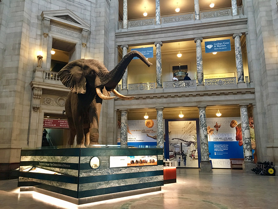 Enrique el elefante en el Museo Nacional de Historia Natural