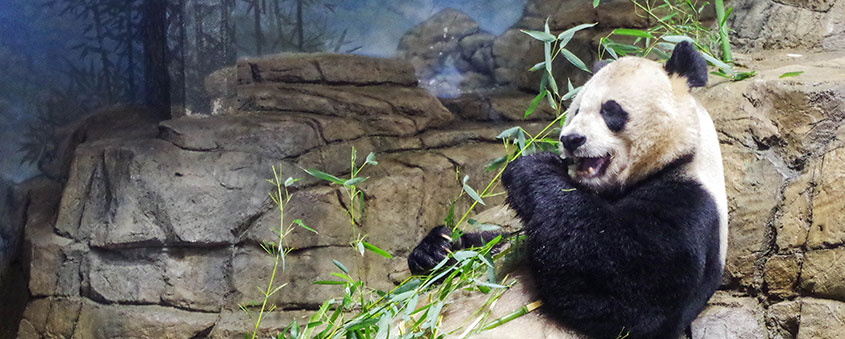 Panda comiendo bambú