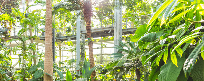 Plantas dentro del Jardín Botánico de EE. UU.