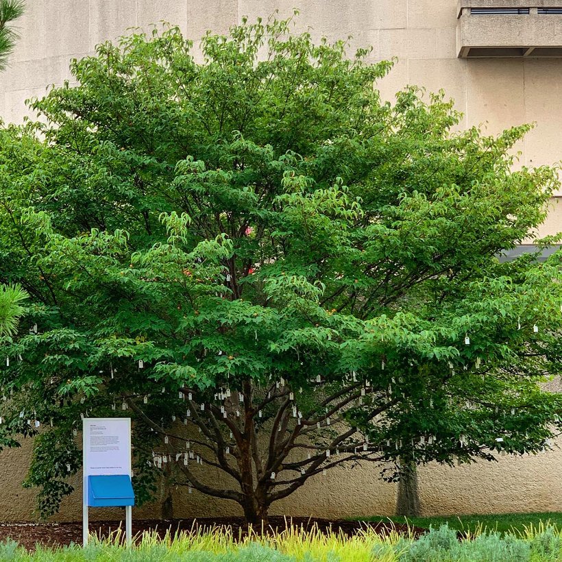 A árvore dos desejos de Yoko Ono para Washington, DC