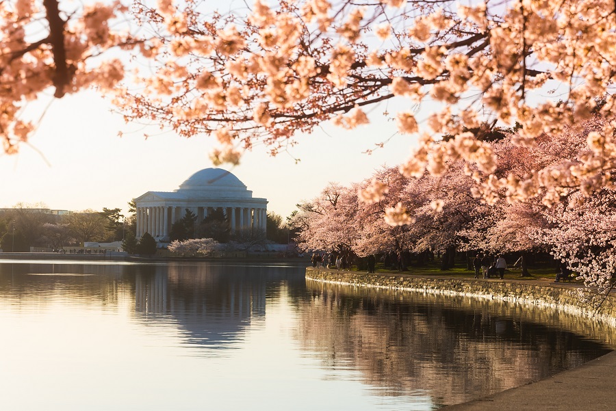 Bacino di marea Jefferson Memorial Cherry Blossoms