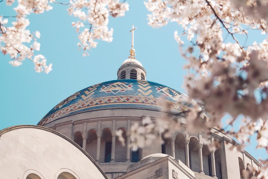 Fleurs de cerisier à la basilique du sanctuaire national de l'Immaculée Conception