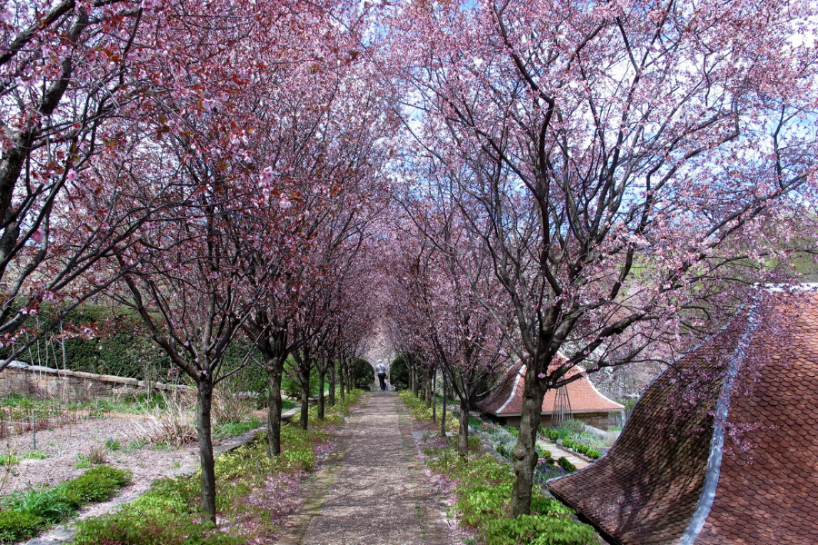 Fleurs de cerisier de Dumbarton Oaks