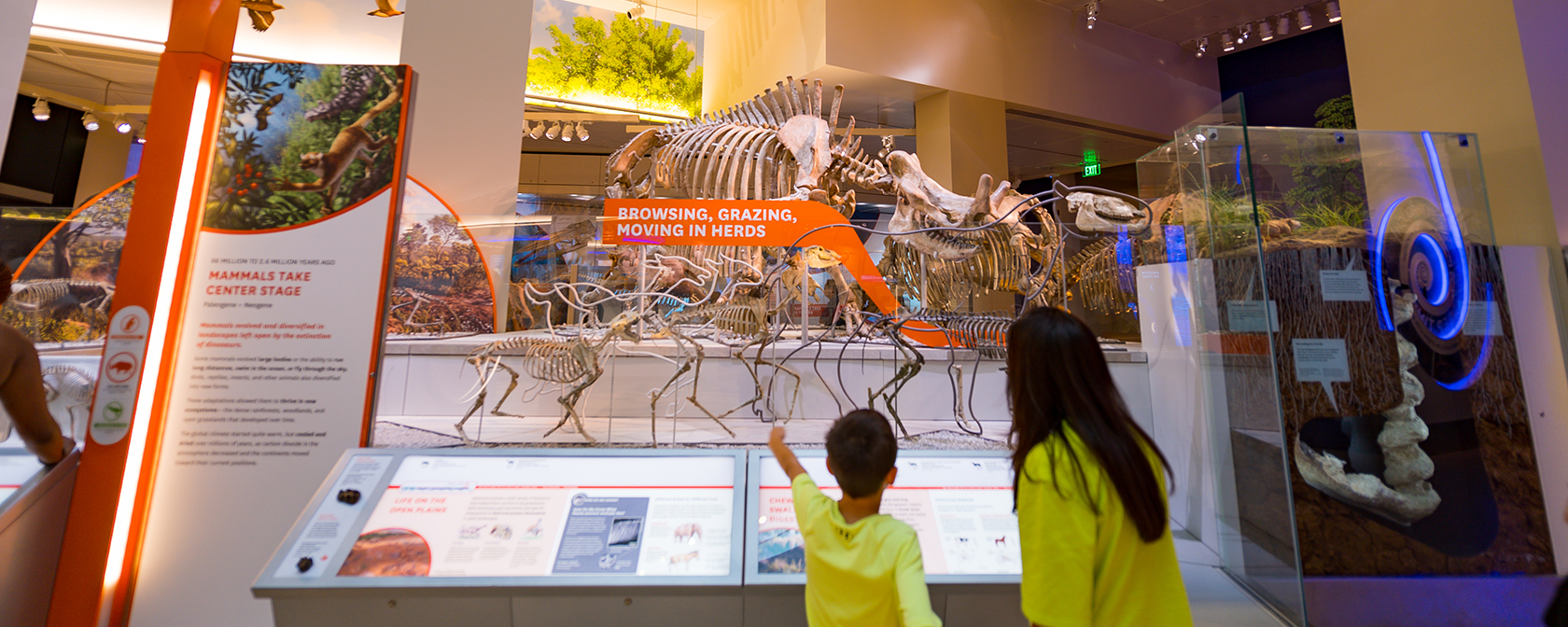 スミソニアン自然史博物館での「ディープタイム」化石展示