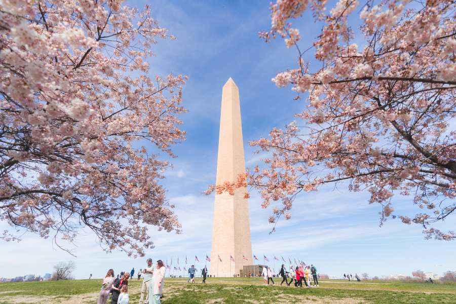 ワシントン記念塔の桜