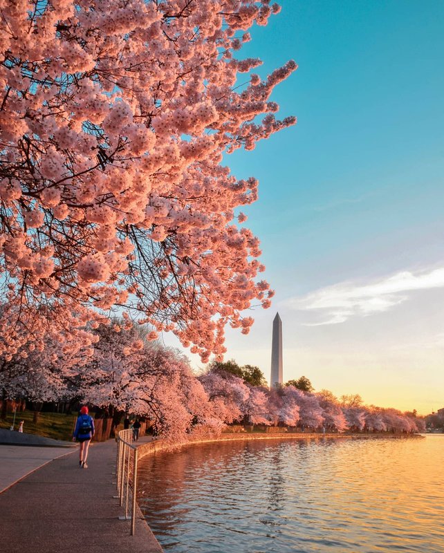 Tidal basin with Cherry Blossom trees in bloom