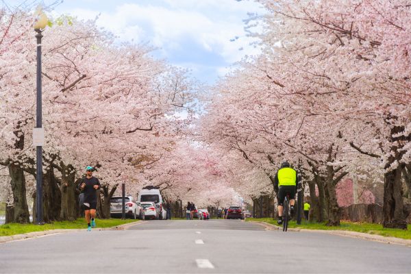 Des gens font du vélo et courent à Hains Point pendant la saison des cerisiers en fleurs