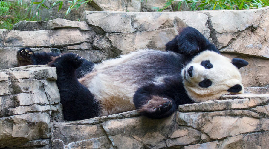 Panda allo zoo nazionale