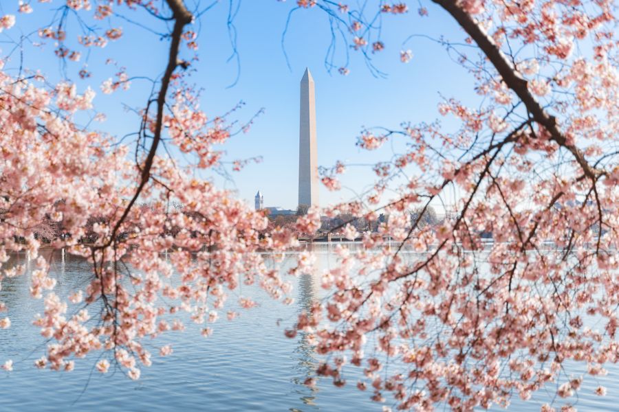 Flores de cerejeira em Tidal Basin com Monumento a Washington