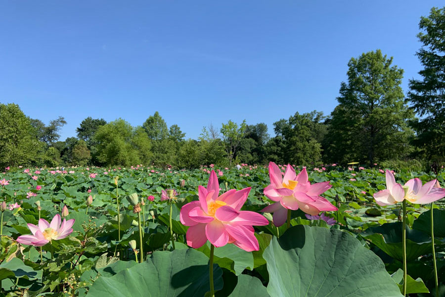 Jardins aquatiques de Kenilworth