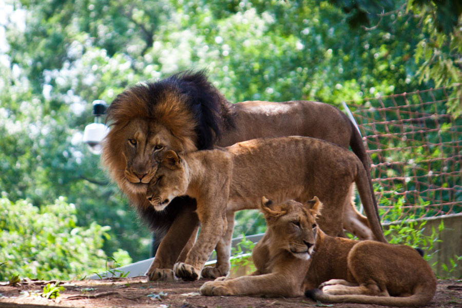 Львы в Смитсоновском национальном зоопарке