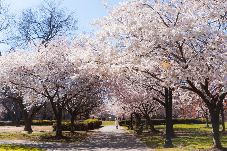 Flores de cerezo en el parque Stanton
