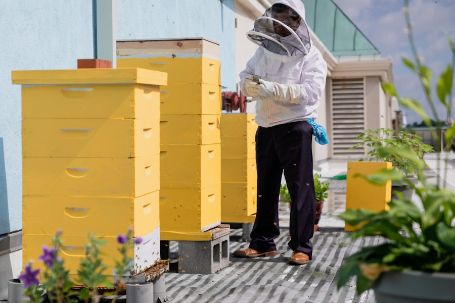a beekeeper tends to yellow towers of enclosed bee hives on an outdoor terrace