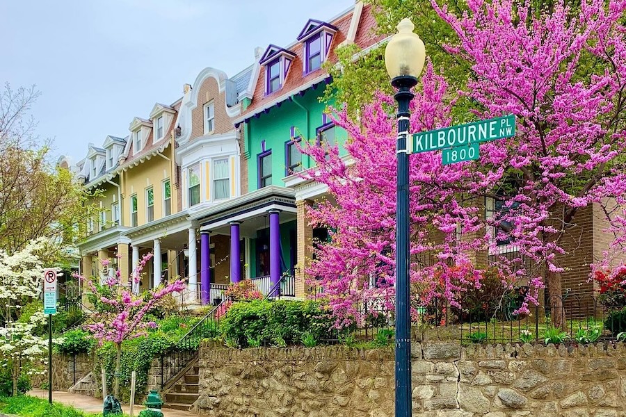 A row of colorful houses with blooming pink trees on Kilbourne Place NW in Washington, D.C.