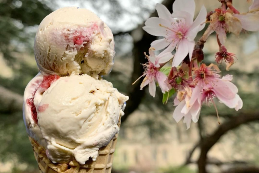 Two scoops of vanilla ice cream with cherry swirls in a waffle cone held next to blooming cherry blossoms.