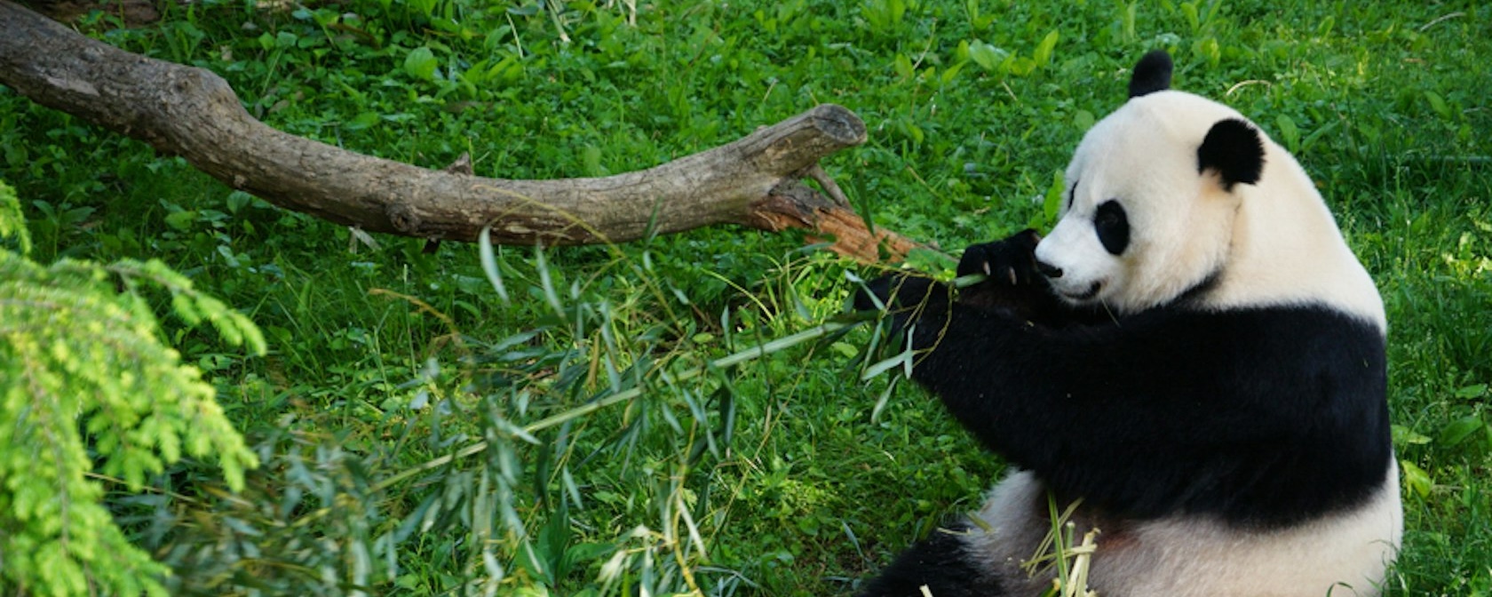 What You Need to Know About the Giant Pandas at Smithsonian’s National Zoo