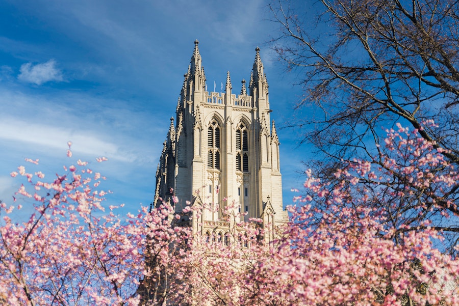 The top of the Washington National Cathedral from behind full, pink cherry blossom trees and with a blue sky behind it. 