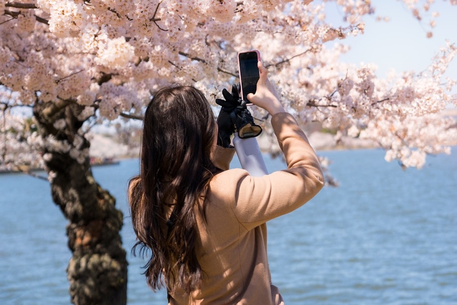 A visitor photographs cherry blossoms along the Tidal Basin waterfront on a sunny day.
