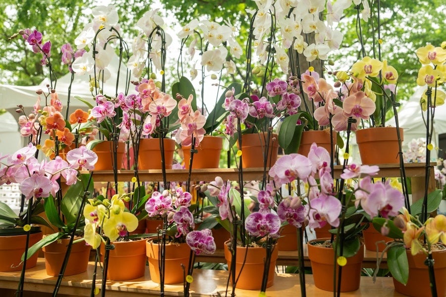 Rows of colorful, potted orchids on display