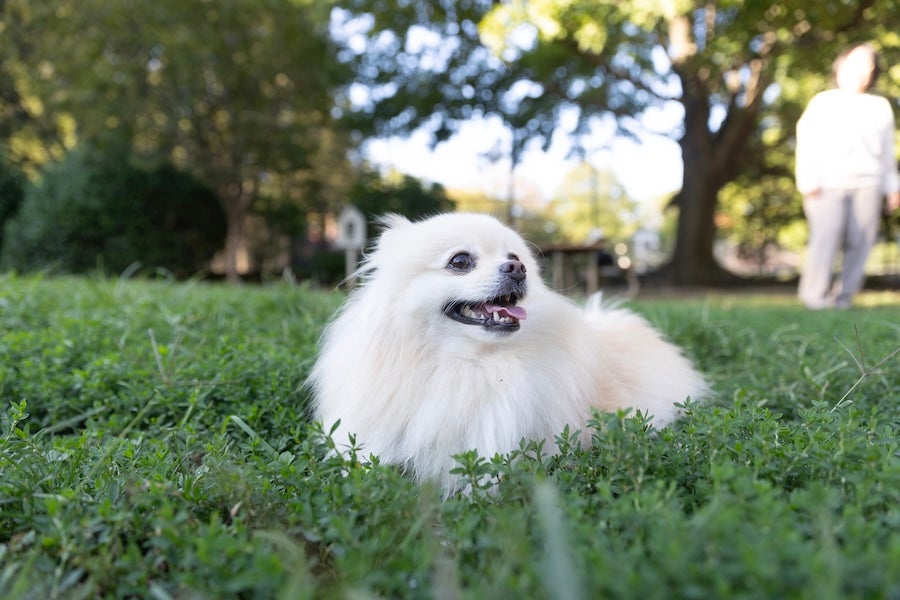 Small white dog lying in green grass, mouth open