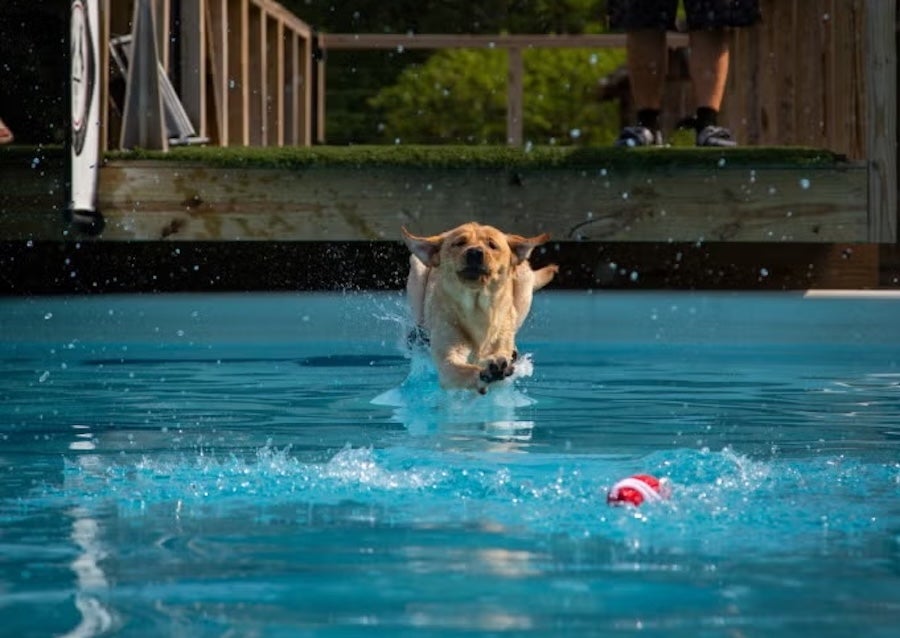 Dog leaps into a pool toward a floating toy as water splashes at DockDogs at The Wharf