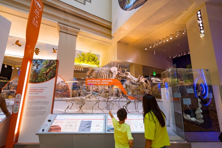 Two kids looking at a dinosaur exhibit at the Smithsonian National Museum of Natural History