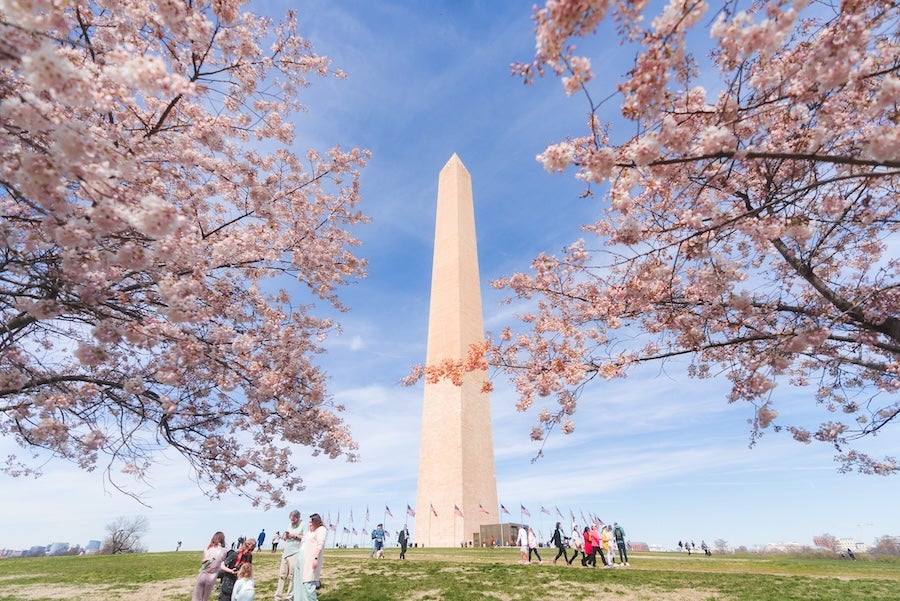 Washington Monument framed by cherry blossoms on the National Mall