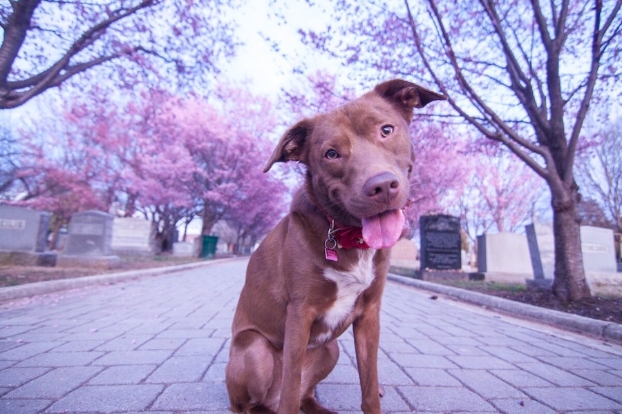 Brown dog on a brick path in a cemetery with blooming cherry trees in the background
