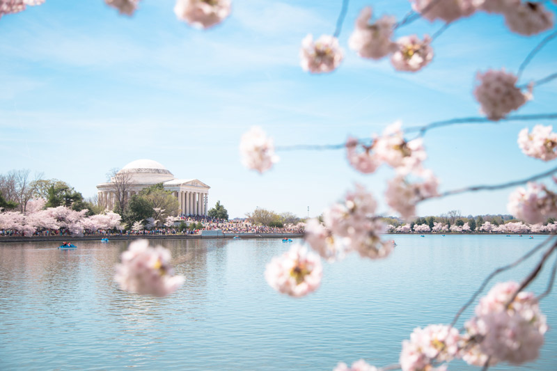 Guia para o National Cherry Blossom Festival em Washington, DC - As melhores coisas para fazer nesta primavera em DC