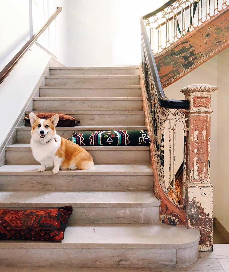@allymumm - Corgi at The LINE DC hotel - Dog-friendly places in Washington, DC