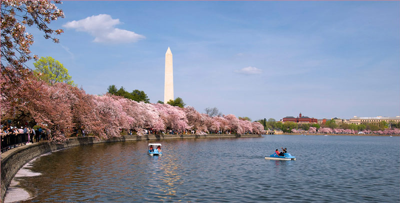 Navigation de plaisance sur le Tidal Basin - Cherry Blossoms à Washington, DC