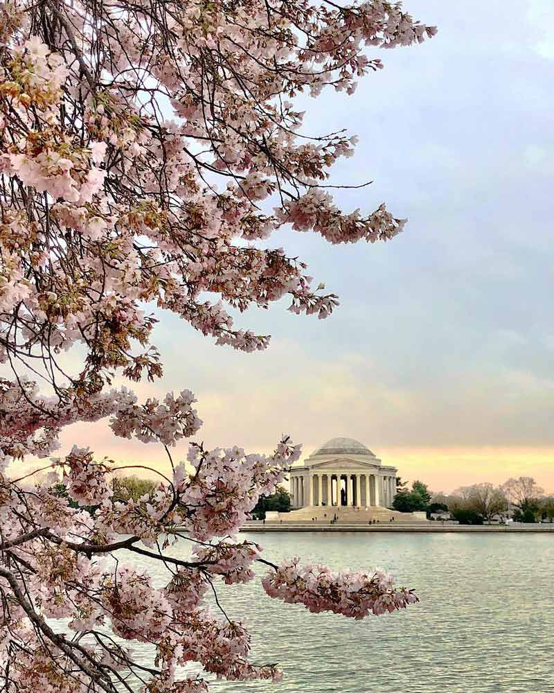 @ brittmichele15 - Pico do nascer do sol em flor de cerejeira sobre Tidal Basin - Árvores em flor de cerejeira em Washington, DC