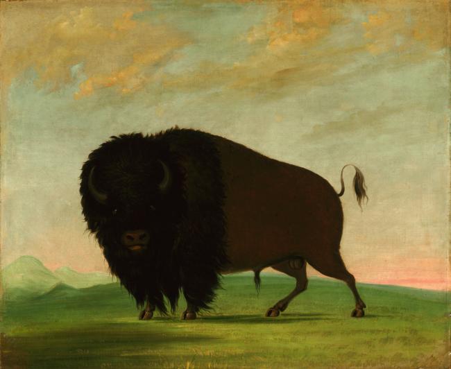 'Imaginando el búfalo americano: George Catlin y artistas nativos americanos modernos' exposición en el Museo Smithsonian de Arte Americano en DC