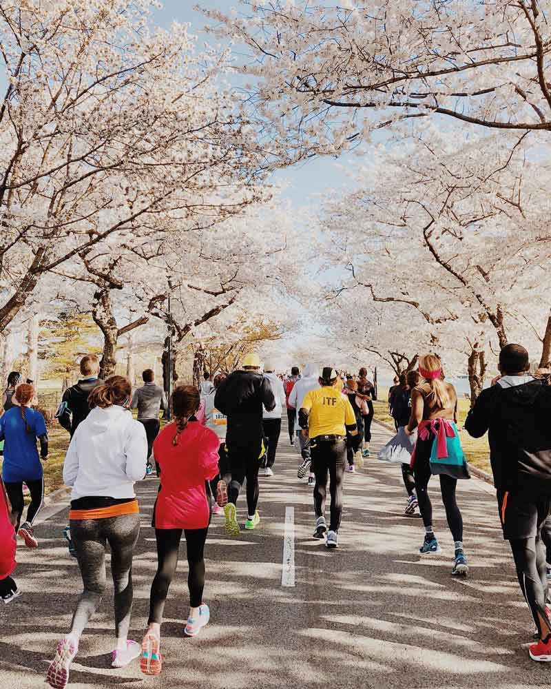 @carlnard - 在 Hains Point 的 Cherry Blossom Ten-Miler 期間跑步 - 在華盛頓特區跑步的地方