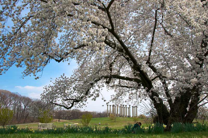 국립 수목원의 벚꽃-워싱턴 DC의 봄