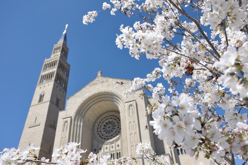 Cherry blossom trees at the Basilica of the National Shrine of the Immaculate Conception - Where to photograph cherry blossoms this spring in Washington, DC