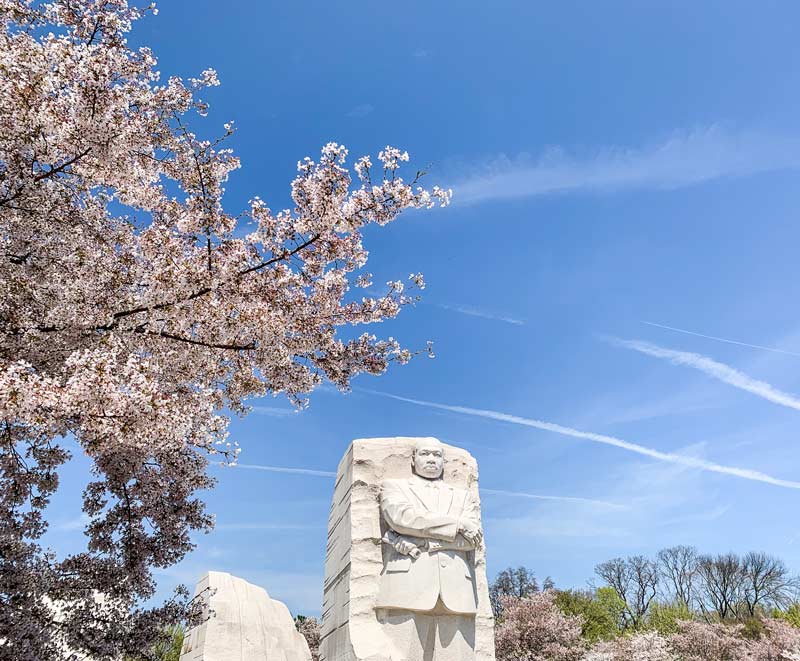 @jerryblossoms-워싱턴 DC에서 벚꽃이 만발하는 동안 내셔널 몰의 마틴 루터 킹 주니어 기념관