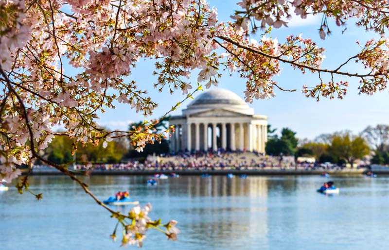 I fiori di ciliegio da vicino con il Jefferson Memorial durante il National Cherry Blossom Festival questa primavera a Washington, DC