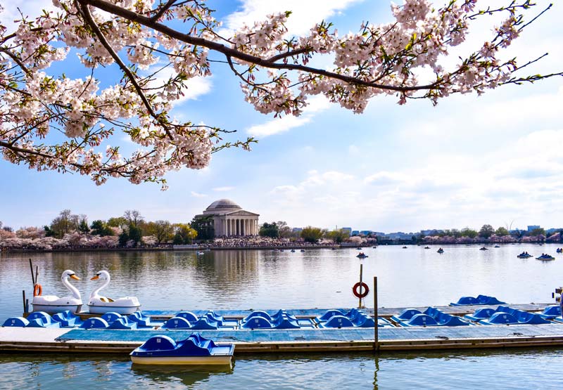 Tidal Basin paddle boats with the cherry blossoms - Where to photograph the cherry blossoms during the National Cherry Blossom Festival this spring in Washington, DC
