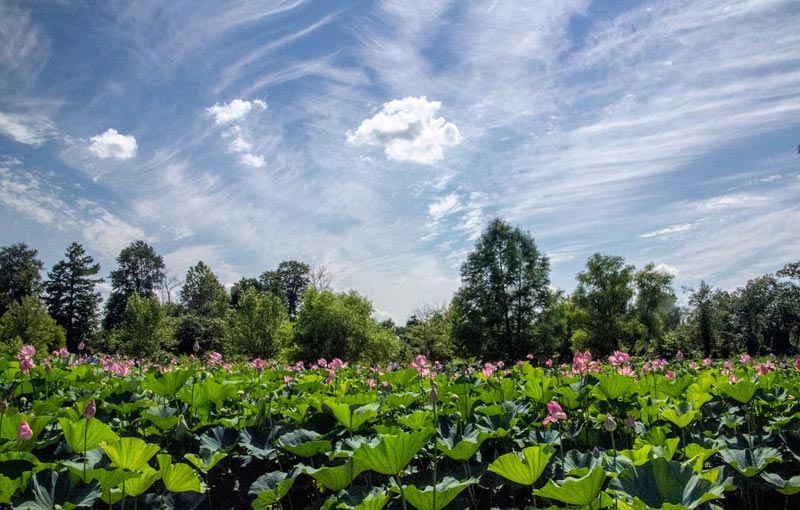 @canon_cl - Summer day at Kenilworth Aquatic Gardens - Free park in Washington, DC